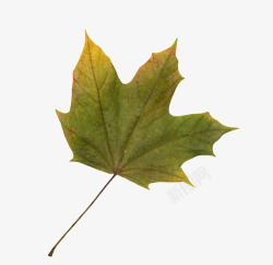 五角枫绿色植物带梗的静止的树叶实物高清图片