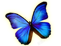 蓝色发光蝴蝶素材