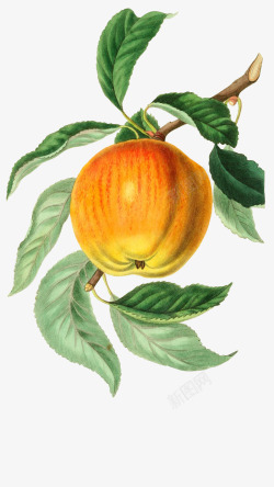 手绘水果苹果图谱素材