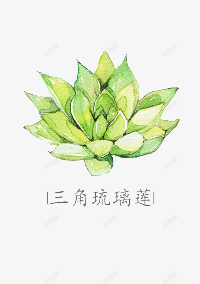 三角琉璃莲png免抠素材_88icon https://88icon.com 三角琉璃莲 多肉 多肉植物 彩铅 手绘 植物 水彩 盆栽