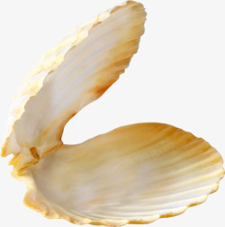 海洋物张开的贝壳高清图片