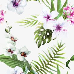 白色扶桑花和蝴蝶兰素材