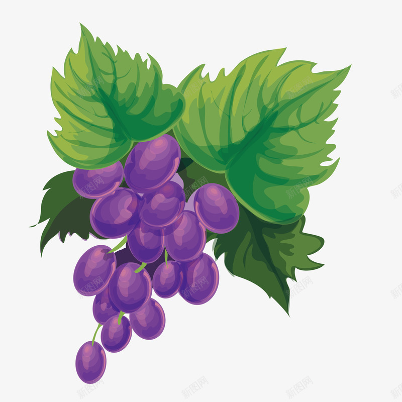 手绘紫色的葡萄效果图png免抠素材_88icon https://88icon.com 卡通手绘 叶子 植物 水果 绿叶 葡萄 装饰图 食物