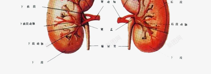 中医养生海报png免抠素材_88icon https://88icon.com 中医养生海报 复古背景 肾 肾功能 肾结构