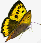 春季黄色飞翔的蝴蝶素材