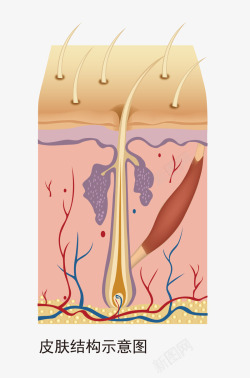 手绘皮肤结构示意图素材