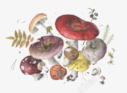 菌类插画图片卡通蘑菇高清图片