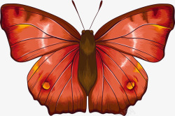 标本蝴蝶标本矢量图高清图片