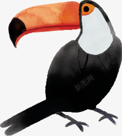 水彩大嘴鸟手绘黑色可爱大嘴鸟高清图片