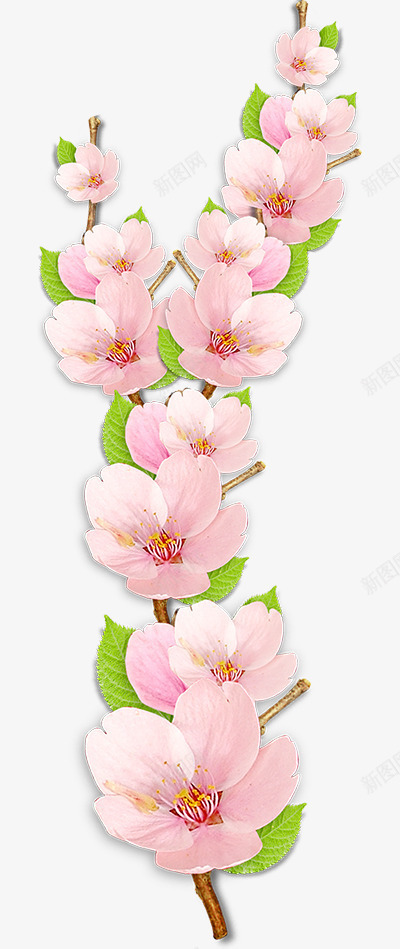 粉色日本樱花png免抠素材_88icon https://88icon.com 日本樱花 樱花 浪漫 粉色花朵