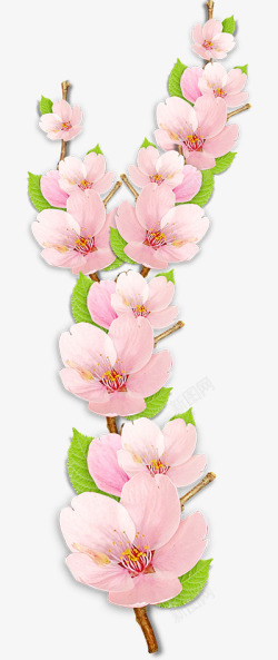 粉色日本樱花素材