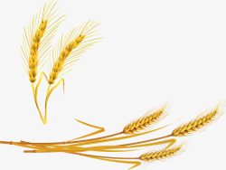 成熟小麦效果图矢量图素材