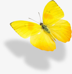黄色蝴蝶美景创意素材