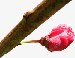 春季红色樱花花朵素材