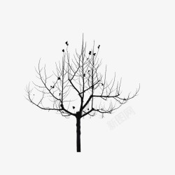 枯树枝和小鸟供小鸟停歇的枯树高清图片
