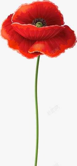 红色罂粟花花朵图素材
