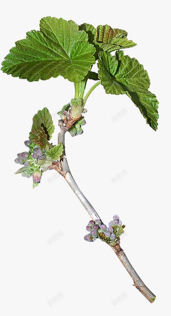 绿色植物树叶树枝png免抠素材_88icon https://88icon.com 树叶 树枝 绿色植物