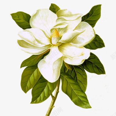 漂亮的白色花朵手绘茉莉图标图标