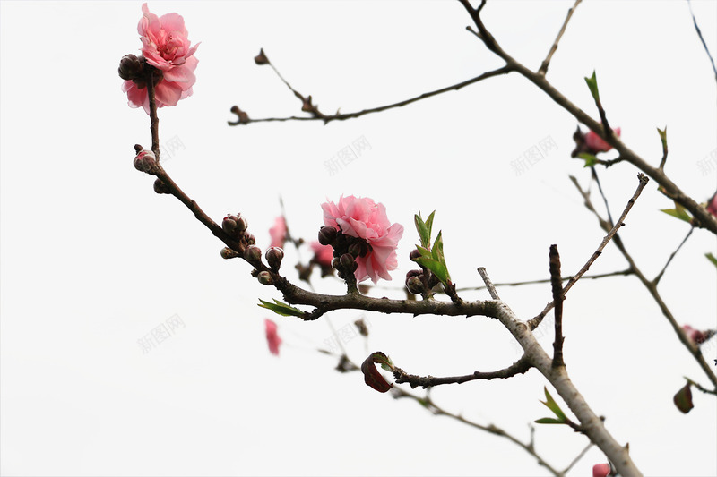 枝头桃花png免抠素材_88icon https://88icon.com 古风 唯美 简洁 绽放 花朵