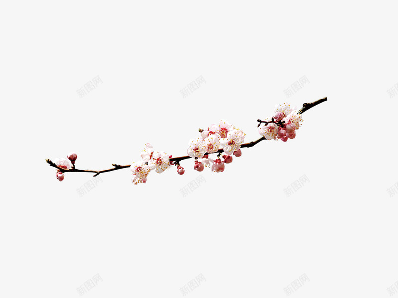 梅花枝png免抠素材_88icon https://88icon.com 一剪梅 一枝梅花 植物 粉色 花卉 装饰素材