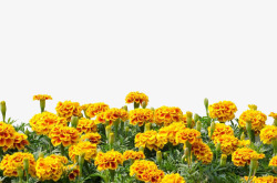 黄色的花丛图片万寿菊花丛高清图片