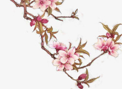 樱花粉红花朵花枝装饰素材