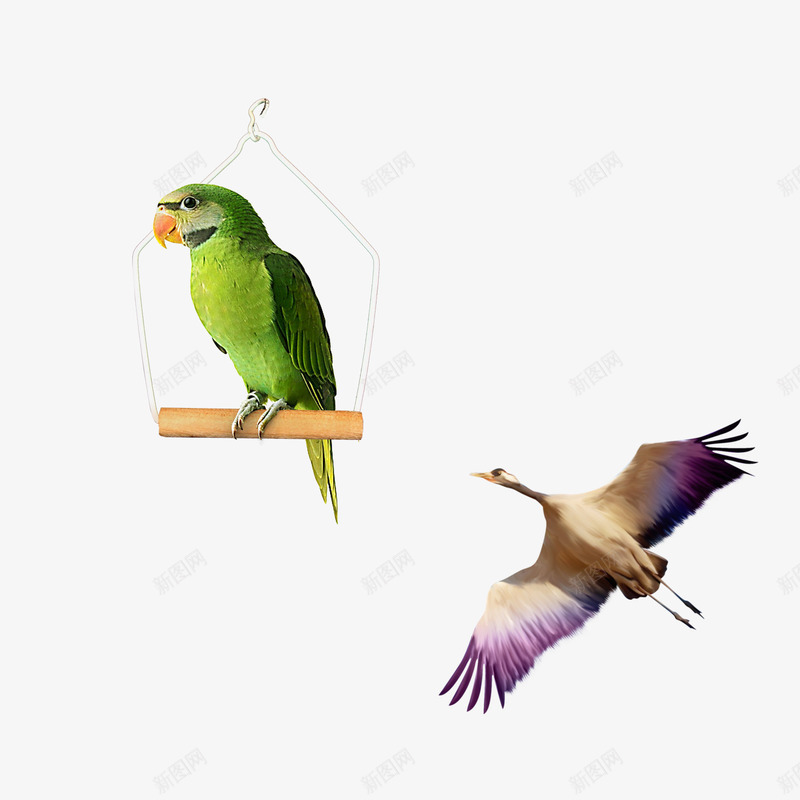 欧式鸟类插画工笔画png免抠素材_88icon https://88icon.com 动物 工笔鸟 插画 欧式 欧美 素材 鸟类