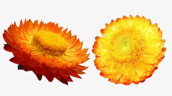 两朵黄色蜡菊花素材