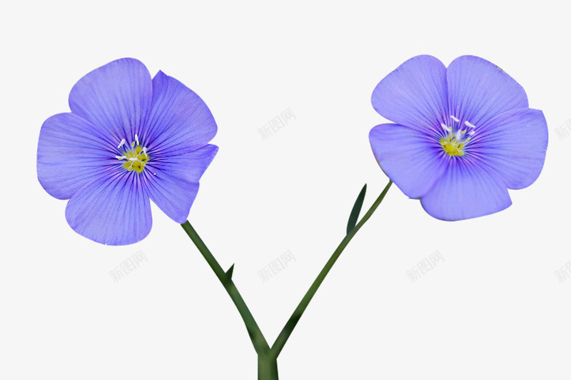 小颗亚麻籽花png免抠素材_88icon https://88icon.com 一颗花 亚麻籽花 植物 花卉 花朵