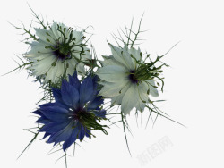 盛开的蓝色白色花瓣素材