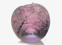 苹果樱花树素材