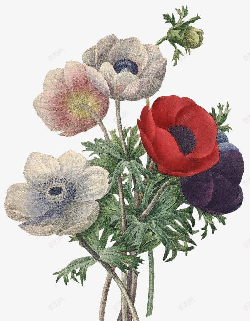 老式手绘鲜花花卉37png免抠素材_88icon https://88icon.com 手绘 老式 高清 鲜花