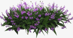 创意紫色的花卉紫罗兰素材