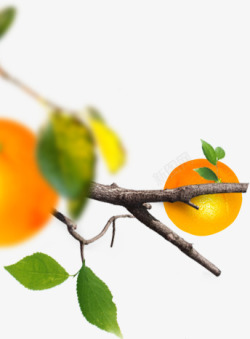 橙子树枝黄色橙子树枝高清图片