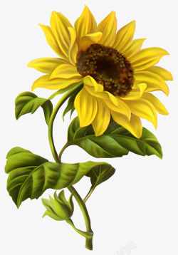 一束太阳花手绘卡通向日葵高清图片