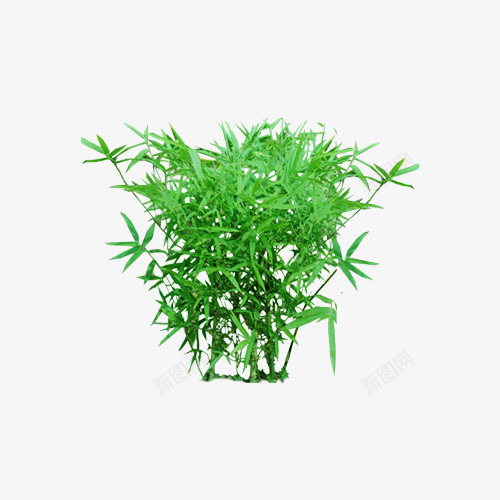 植物竹子花卉树木psd免抠素材_88icon https://88icon.com 竹子