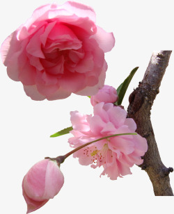 春季粉色樱花树枝装饰素材