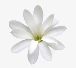 黄蕊白色茉莉高清图片