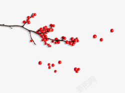红果果梅花树枝高清图片
