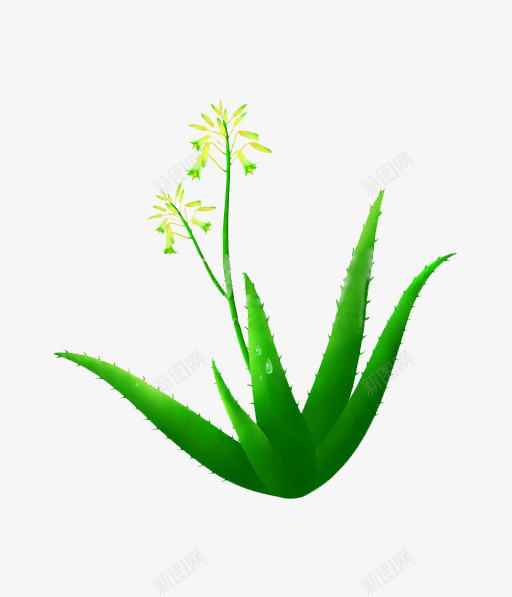 芦荟植物插画png免抠素材_88icon https://88icon.com 插画 植被 绿色 美容 芦荟