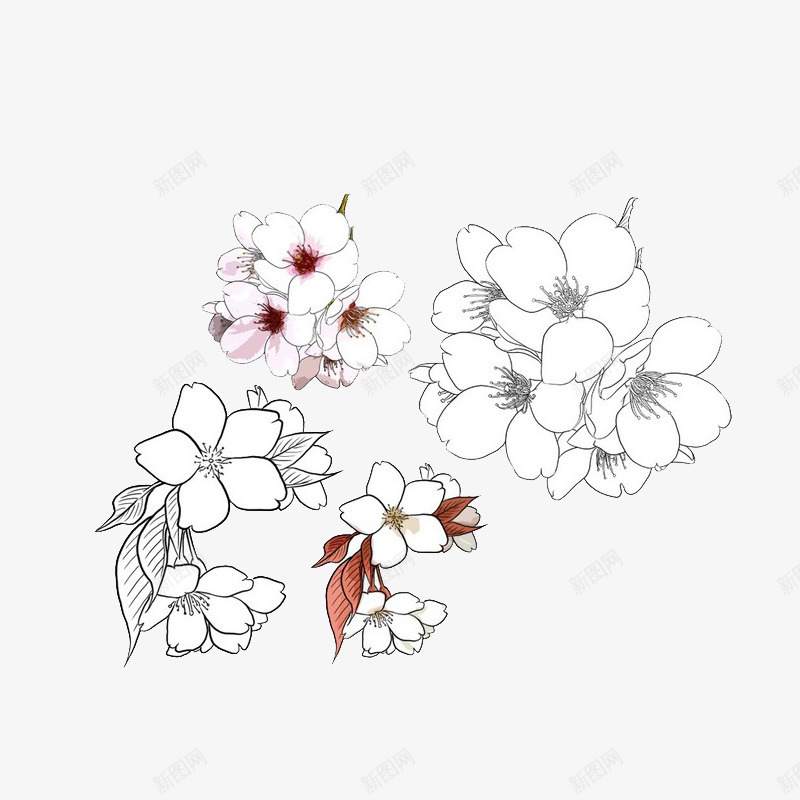 手绘花卉线稿图png图片免费下载-素材wzkhetec-88ICON