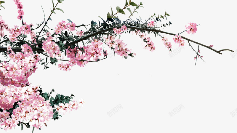 粉色创意花朵桃花树枝png免抠素材_88icon https://88icon.com 创意 树枝 桃花 粉色 花朵