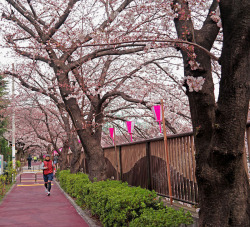 美丽的东京樱花素材