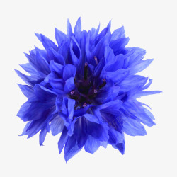 背景花束蓝色花朵素材