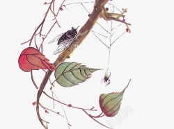 树枝上的果子树上的蝉和蜘蛛高清图片