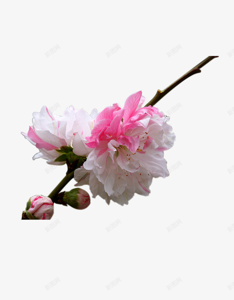 樱花红色樱花植物花朵png免抠素材_88icon https://88icon.com 植物 樱花 红色 花朵