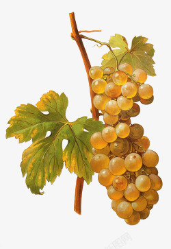 黄葡萄清新创意简洁美食葡萄叶藤图高清图片