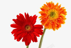 橙色花蕾两朵非洲菊特写高清图片