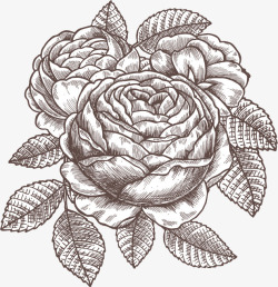 手绘黑色植物花卉素描素材