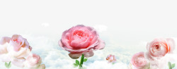 云上粉色玫瑰花素材